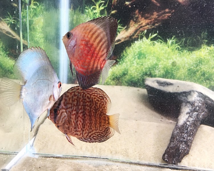 Assorted Discus ~ 6cm - 6.5cm